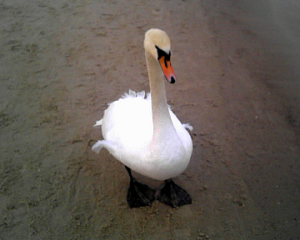 Swan - original image, eastern beach in Kołobrzeg, Poland